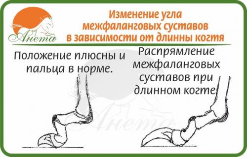 Совсем немного о пястях собаки. 01