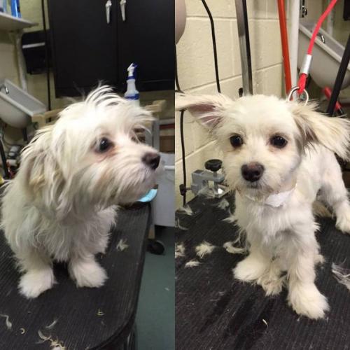 Марк имхоф из Нью-йорка находит старых и бездомных собак, кормит, отмывает и делает им модные стрижки, чтобы они, наконец, смогли найти свой дом. 03