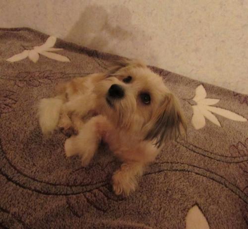 Пошаговая инструкция как из собаки - буки? 04