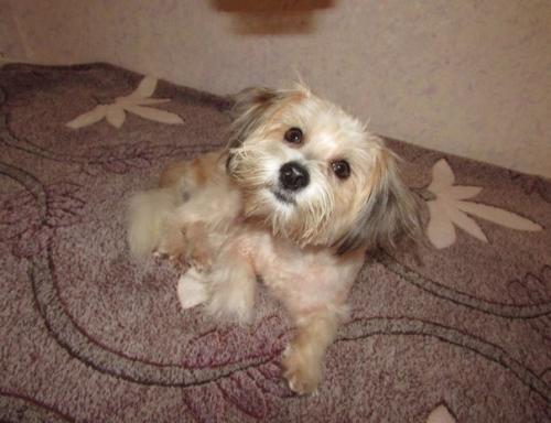 Пошаговая инструкция как из собаки - буки? 05