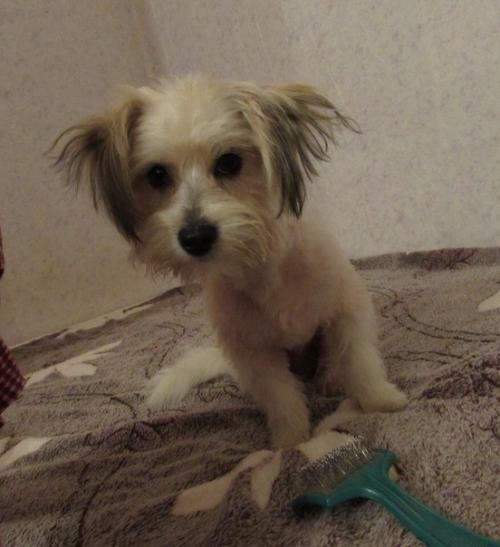 Пошаговая инструкция как из собаки - буки? 06