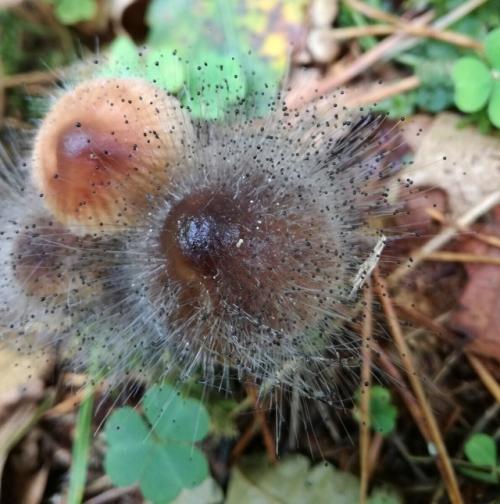 Гриб - волосатый рокер. 03 Гриб - волосатый рокер. 03