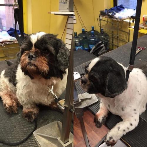 Марк имхоф из Нью-йорка находит старых и бездомных собак, кормит, отмывает и делает им модные стрижки, чтобы они, наконец, смогли найти свой дом. 06