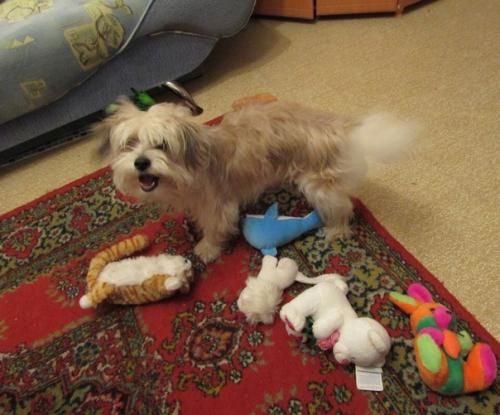 Пошаговая инструкция как из собаки - буки? 02