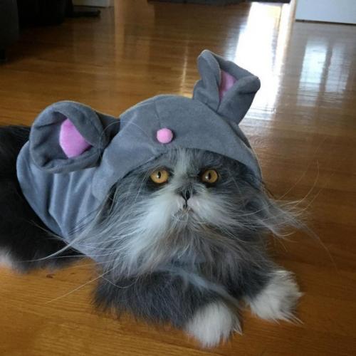 Невероятно лохматый Котопёс удивляет интернет. 03 Невероятно лохматый Котопёс удивляет интернет. 03