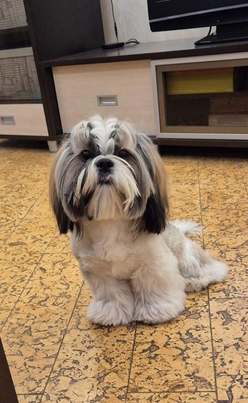 Давно я вам модника своего не показывала. 01