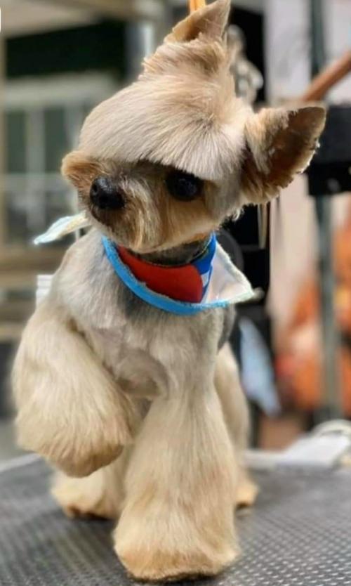 Хотите, чтобы ваш питомец был в тренде?