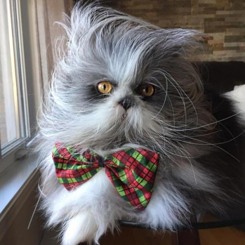 Невероятно лохматый Котопес удивляет интернет. 01 Невероятно лохматый Котопес удивляет интернет. 01