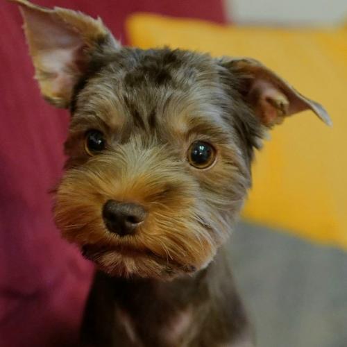 Какие стрижки собак были в моде в 2025 году. 05 Какие стрижки собак были в моде в 2025 году. 05