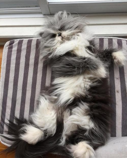 Невероятно лохматый Котопес удивляет интернет. 05 Невероятно лохматый Котопес удивляет интернет. 05