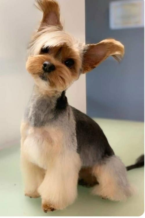 Хотите, чтобы ваш питомец был в тренде? 01