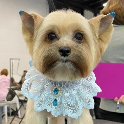 Какие стрижки собак были в моде в 2025 году. 01 Какие стрижки собак были в моде в 2025 году. 01