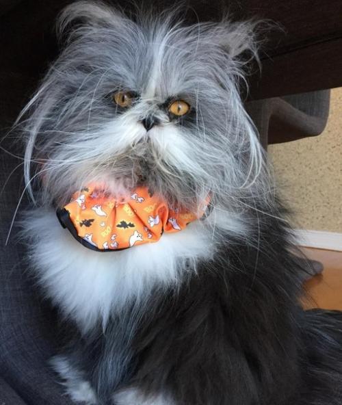 Невероятно лохматый Котопес удивляет интернет. 07 Невероятно лохматый Котопес удивляет интернет. 07