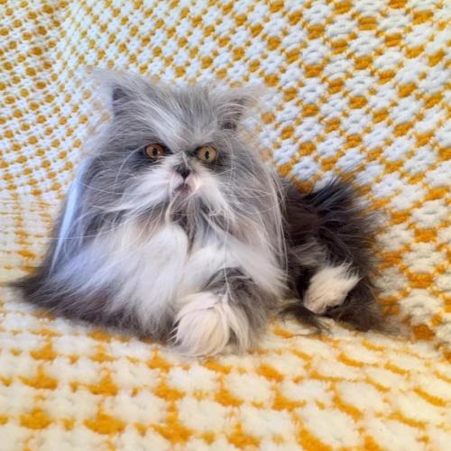 Невероятно лохматый Котопес удивляет интернет. 03 Невероятно лохматый Котопес удивляет интернет. 03