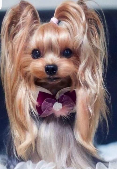 Хотите, чтобы ваш питомец был в тренде? 02