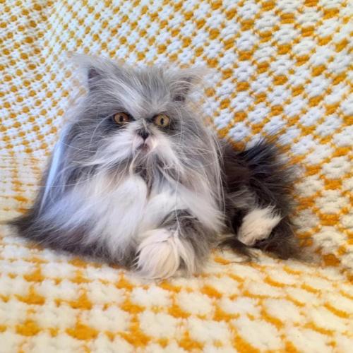 Невероятно лохматый Котопёс удивляет интернет. 05 Невероятно лохматый Котопёс удивляет интернет. 05