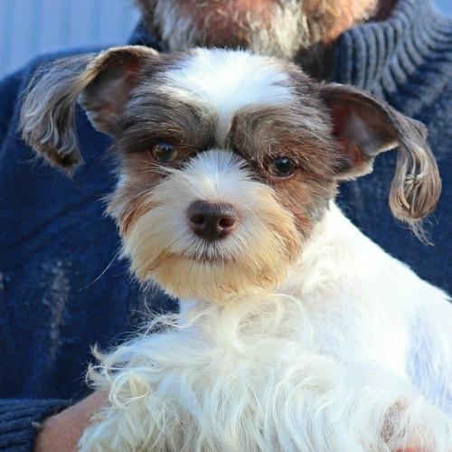 Какие стрижки собак были в моде в 2025 году. 04 Какие стрижки собак были в моде в 2025 году. 04