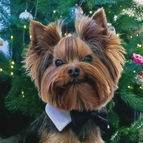 Какие стрижки собак были в моде в 2025 году. 03 Какие стрижки собак были в моде в 2025 году. 03