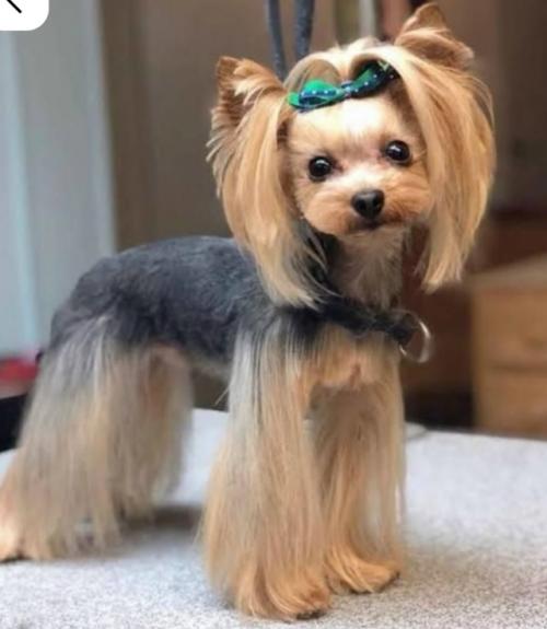 Хотите, чтобы ваш питомец был в тренде? 03