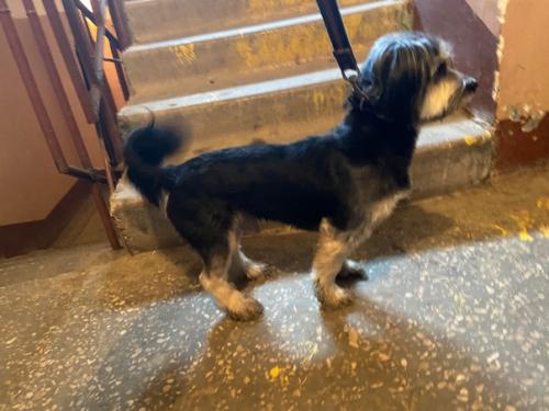 Солнечны. Найден кобель, помесь Йорка, модная недавняя стрижка, ухожен, ласков. 01