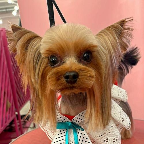 Какие стрижки собак были в моде в 2025 году. 02 Какие стрижки собак были в моде в 2025 году. 02