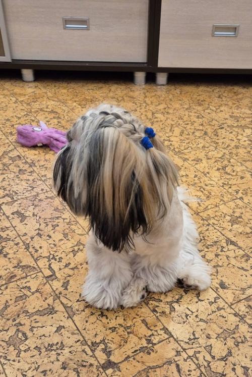 Давно я вам модника своего не показывала. 02