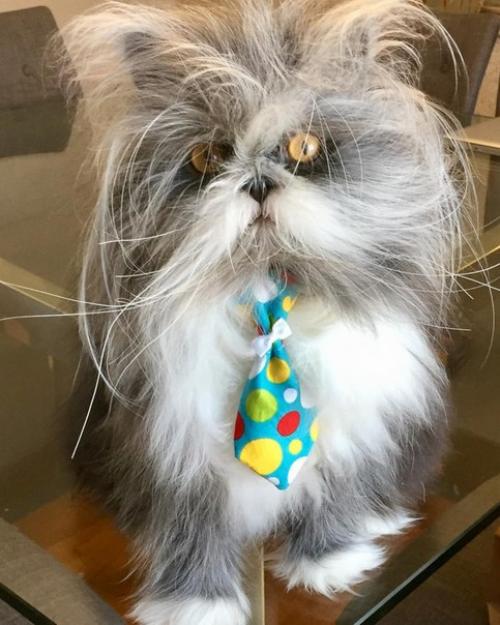 Невероятно лохматый Котопёс удивляет интернет. 04 Невероятно лохматый Котопёс удивляет интернет. 04