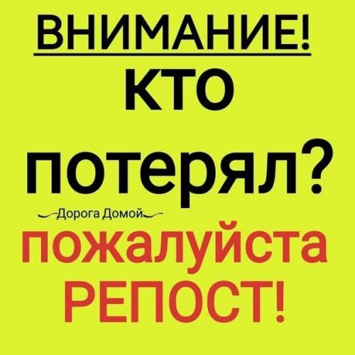 Солнечны. Найден кобель, помесь Йорка, модная недавняя стрижка, ухожен, ласков. 02