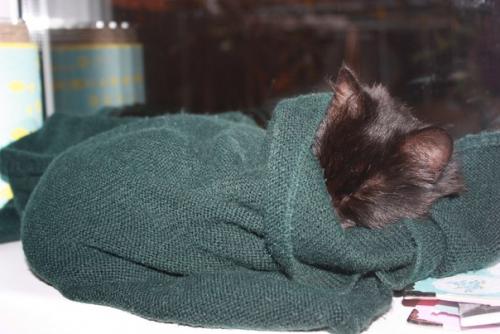 Девочка срочно дом ищет! 02