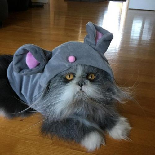 Невероятно лохматый Котопес удивляет интернет. 04 Невероятно лохматый Котопес удивляет интернет. 04