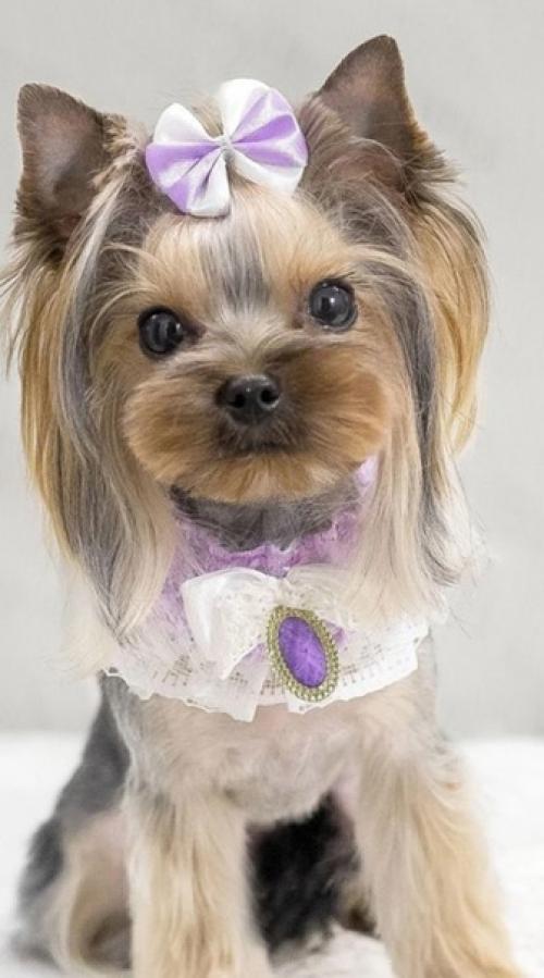 Мотя снова приходила навести красоту. 02