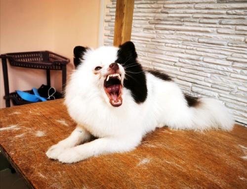 Красавчик арни.  Вычесали его пушистый подшерсток, а также сделали модную стрижечку. 02