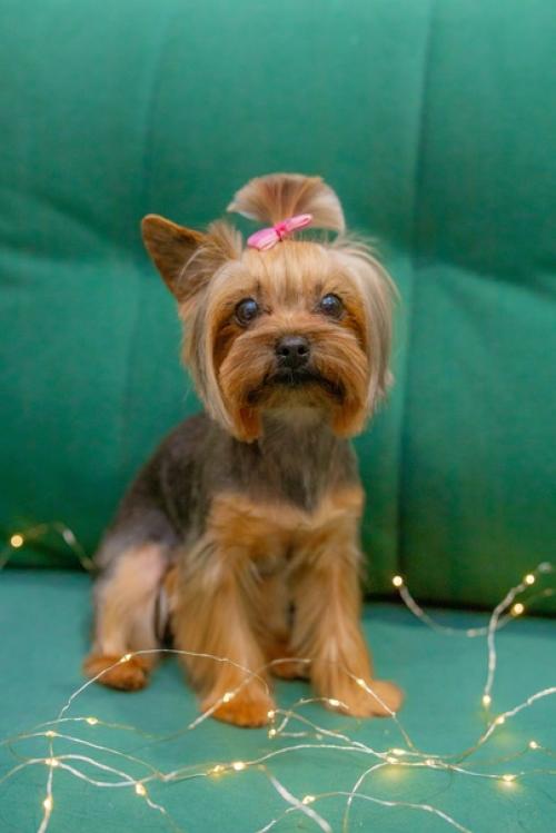 Мотя снова приходила навести красоту. 01