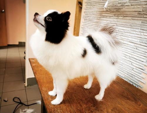 Красавчик арни.  Вычесали его пушистый подшерсток, а также сделали модную стрижечку. 01