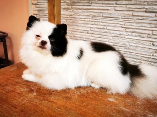 Красавчик арни.  Вычесали его пушистый подшерсток, а также сделали модную стрижечку. 03