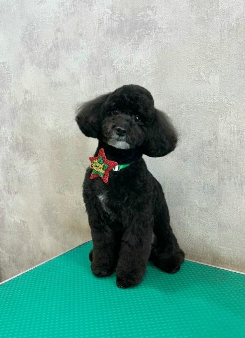 Красавчик арчи!  Оочень ухоженный и воспитанный мальчик, позирует как звезда.
