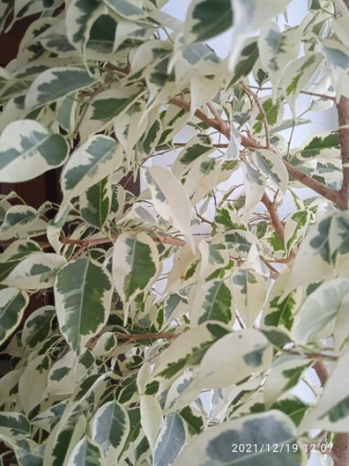 Фикус де гантель, ему чуть больше года, был куплен кнопкой с тремя листиками, растёт медленно, под лампой листики стали чуть зеленее чем нужно. 02