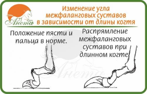 Совсем немного о пястях собаки. 01 Совсем немного о пястях собаки. 01
