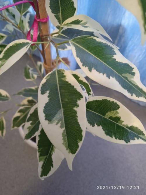 Фикус де гантель, ему чуть больше года, был куплен кнопкой с тремя листиками, растёт медленно, под лампой листики стали чуть зеленее чем нужно. 01