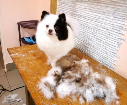 Красавчик арни.  Вычесали его пушистый подшерсток, а также сделали модную стрижечку. 04