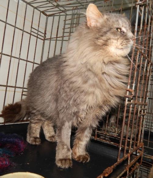 Думается, что слова шикарный и красивый в описании этого кота будут самыми точными. 02