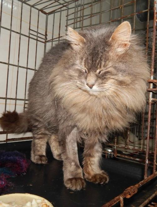 Думается, что слова шикарный и красивый в описании этого кота будут самыми точными. 01