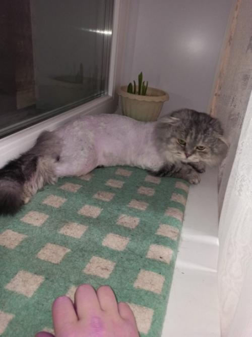 Красавец львёнок, ну или просто котик с модной стрижкой у нас на передержке ищет дом. 01