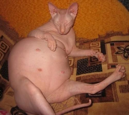 Тот момент, когда беременность всегда красива! 05