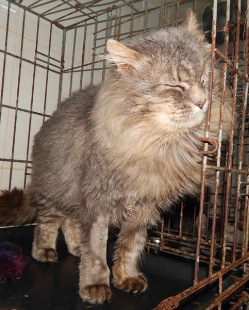 Думается, что слова шикарный и красивый в описании этого кота будут самыми точными. 03