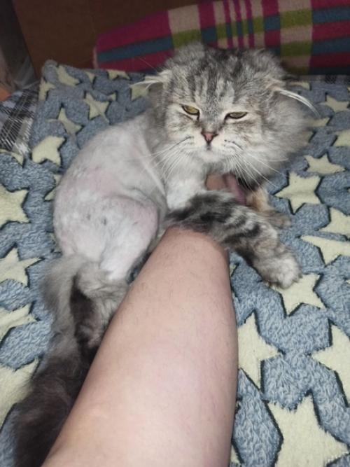 Красавец львёнок, ну или просто котик с модной стрижкой у нас на передержке ищет дом. 02