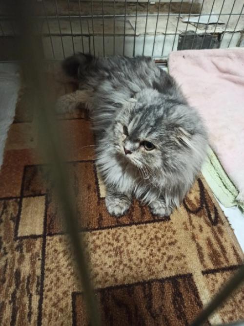 Красавец львёнок, ну или просто котик с модной стрижкой у нас на передержке ищет дом. 03