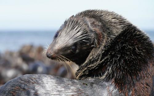 Работая в экспедиции, мы видим жизнь, как она есть - круговорот рождения и смертей.  