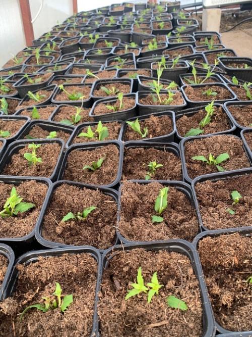 Вести с теплиц! 02