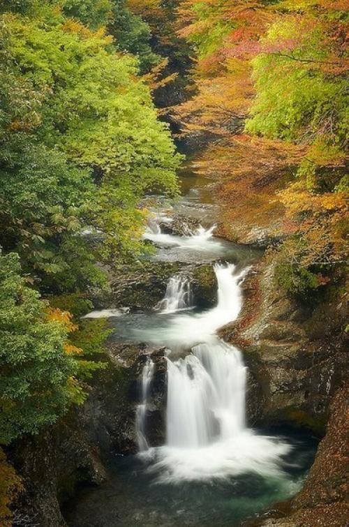 Лес, действительно, был диким и нехоженым. 01